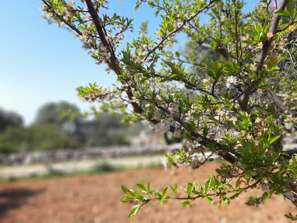 ProLocoGrottagl's tweet photo. #23marzo #madrenatura #buonsabato #primavera #giornateFai #FondoAmbientaleItaliano #puglia https://t.co/t5bo6hW0X5