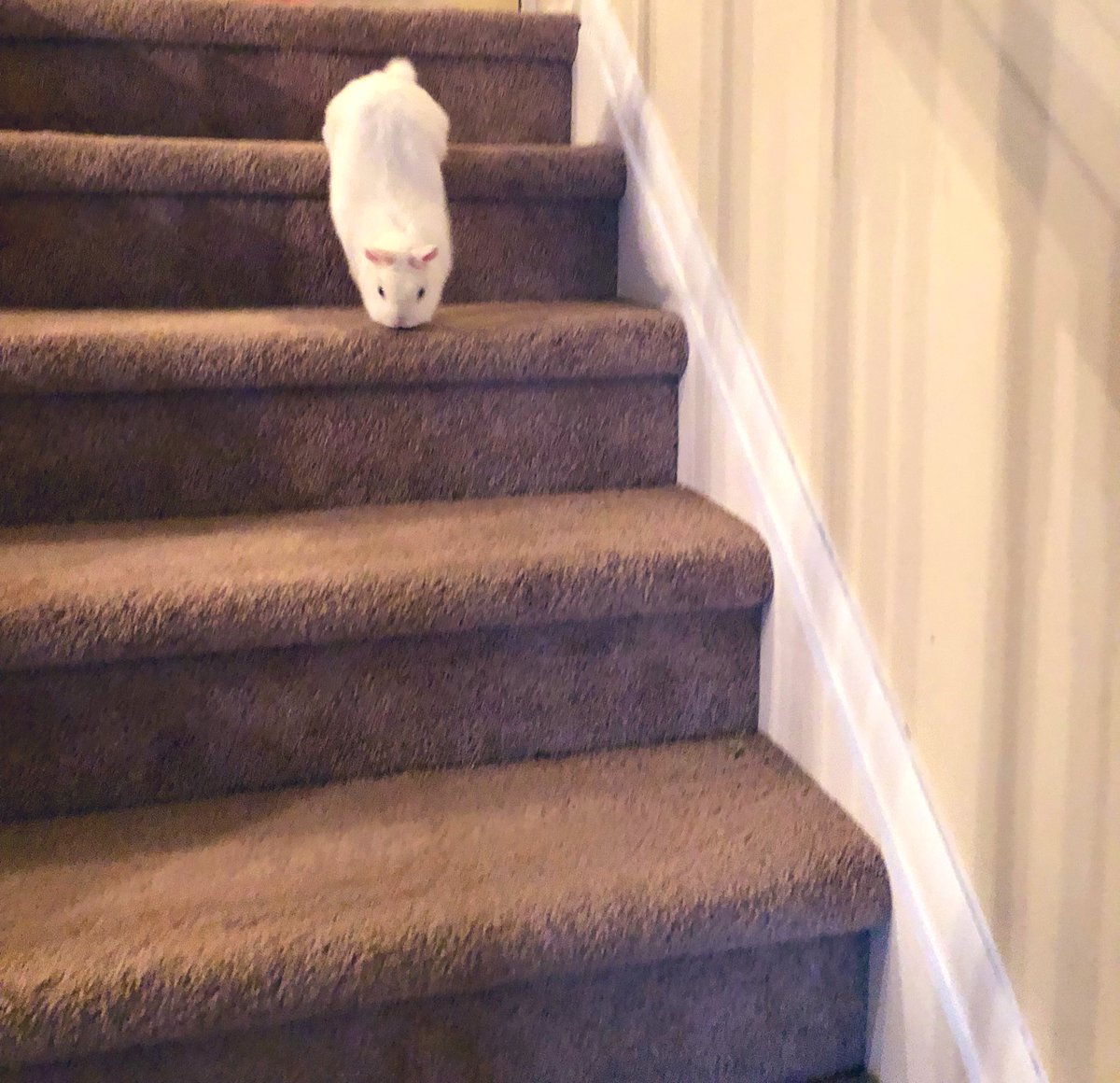 MagicZeBunny's tweet photo. Alright buns, Iโm getting excited. Hoom is rushing around + packing things up {sheโs a last minute kinda packer I see}. Iโll keep everyone posted. In the meantime, Iโm adding to the chaos! I NEVER go upstairs- until today #SheCaughtMe #QuickActCool #WhoMe ๐
๐ป๐ https://t.co/Kp6bOWGfTN