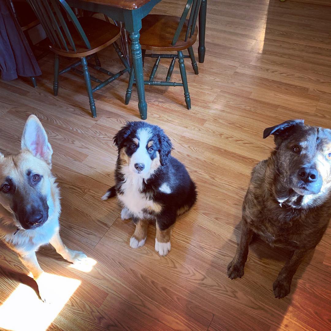 LincolnBMD's tweet photo. It’s National Puppy Day! Hooray!
.
.
.
.
.
.
#bernesemountaindogs #bernese #berneselove #puppy #puppiesofinstagram #dogs #pets #dogsofinstagram #bernesepuppy #berner #bernerpuppy #puppyoftheday #bernerpuppy #bernesemountaindogsofinstagram #bernerdaily #bernesebelike #pups https://t.co/loUeX6HEj4