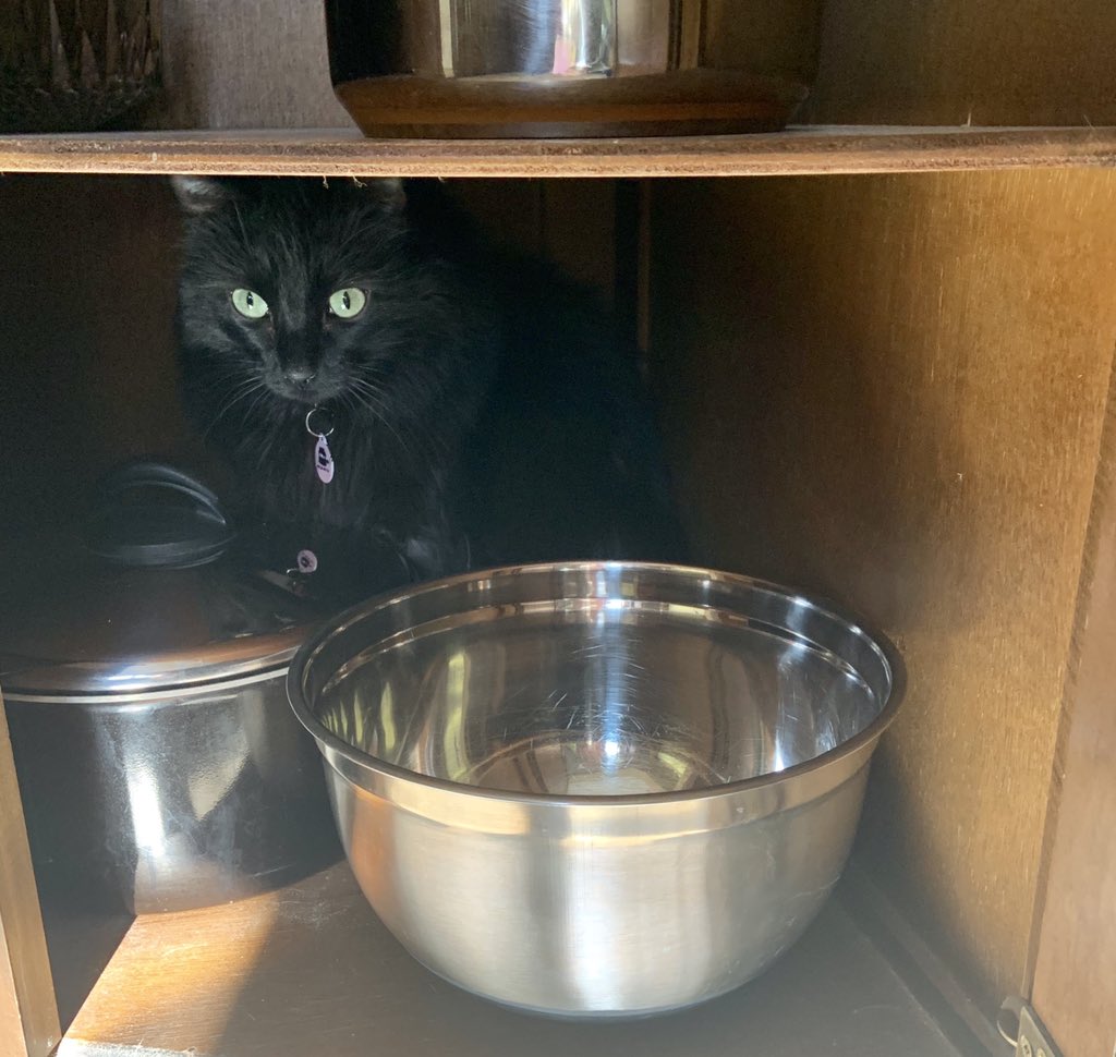PerfectlyParker's tweet photo. Planning dinner #caturday https://t.co/2cH8LIwOBU