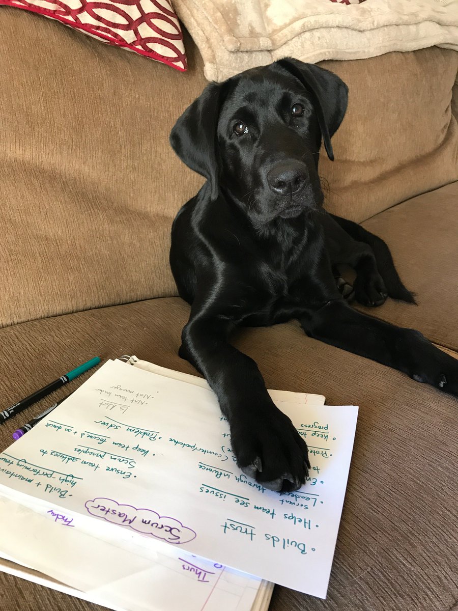 LMachaffie's tweet photo. Continuing my deep dive into Scrum Master roles and practices today. Patronus is "helping"... #agile #scrum #mypatronusisalabrador #dogshelping https://t.co/OGNBvMdoXA