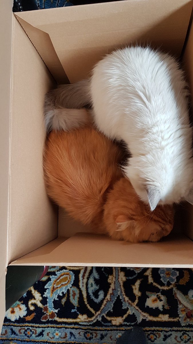 ianmalcolmhelps's tweet photo. #Caturday we're living in a box, living in a cardboard box... https://t.co/fyGJSovu2B