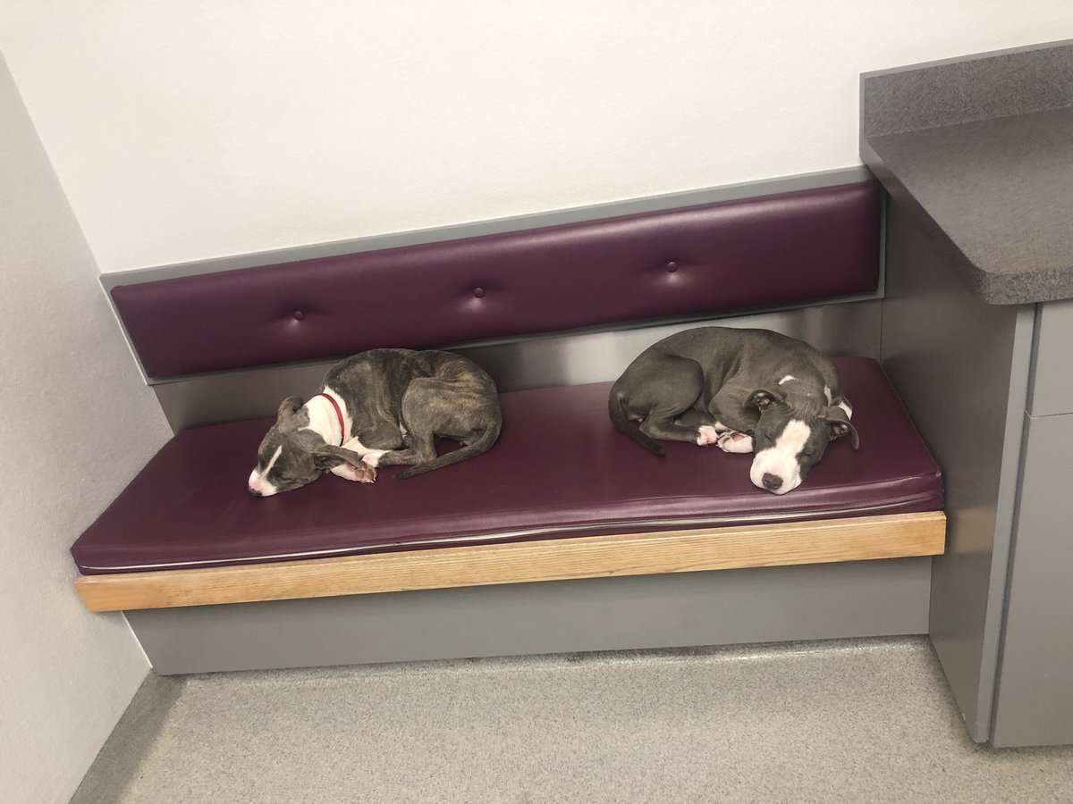 NorinaRomo's tweet photo. Hi everyone. I spent 7 hours at the vet tonight to find out my two babygirls are suffering from parvo disease, which has a 91% mortality rate for puppies if left untreated. Please read my story and share to help me save my beautiful girls😭♥️🙏🏼 https://t.co/kx8B47AO4z https://t.co/yKVRzkhTG3