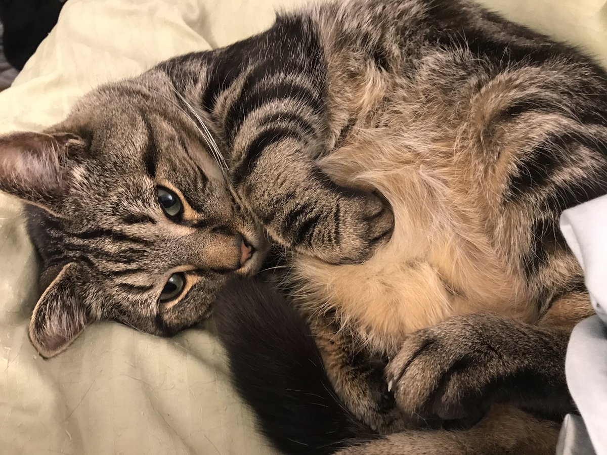 DrMurphyBCat's tweet photo. Pets, purrs, zzz’s, repeat! #Caturday #snuggle #Purrfect https://t.co/bxyu7EgH06