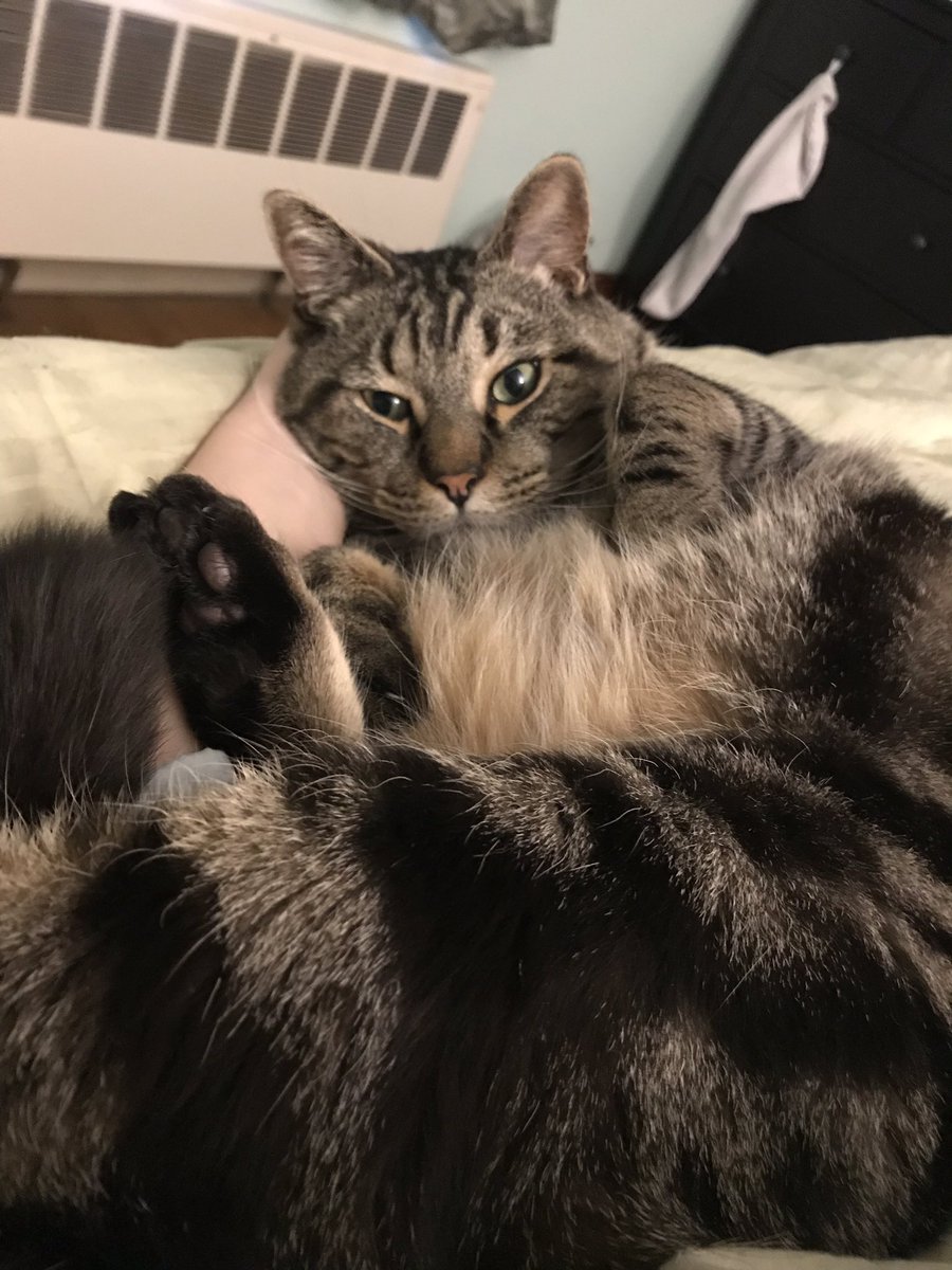 DrMurphyBCat's tweet photo. Pets, purrs, zzz’s, repeat! #Caturday #snuggle #Purrfect https://t.co/bxyu7EgH06