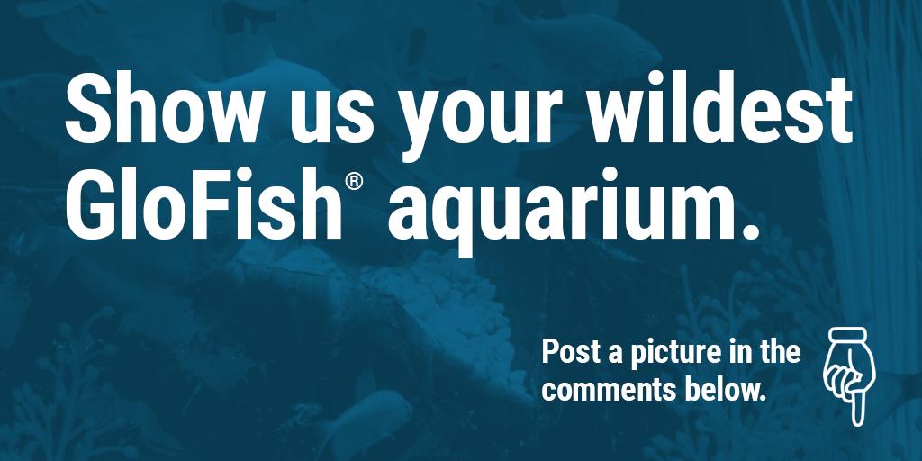 #glofish fashion is for everyone. Share how your GloFish® aquarium matches the decor in your home. Do you have a themed GloFish aquarium? Show us!
#glofishdecor #themedaquarium  #fashoinstatement#showusyouraquarium