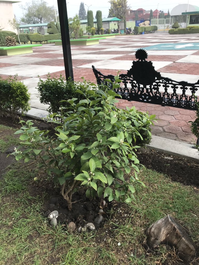 HRAB9's tweet photo. Ayer fue un día lleno del cuidado de platas y áreas verdad gracias a los alumnos y maestros que ayudan a conservar un plantel más verde. #ProgramaZonaVerde @israeljeronimol @CecytemTultitla @ElenaGarciaMtz_ @lauraorodriguez @lizysilver https://t.co/HQU6cAk35P