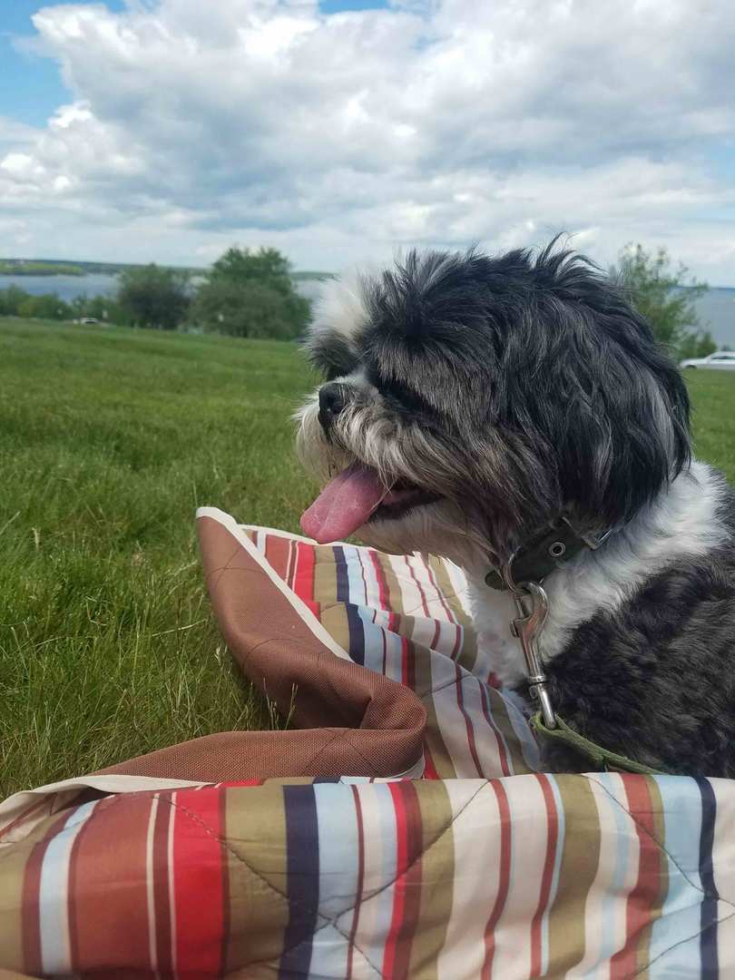 LLBean's tweet photo. Happy #NationalPuppyDay! Mr. Pants, Finn, Winnie and Daisy were all adopted by #LLBean employees, joining their families and finding their forever homes. What's your puppy's adoption story? #adoptdontshop #LLBeanPets  See more: https://t.co/Ka3zJYN4sk https://t.co/8MUzdx0Ij2