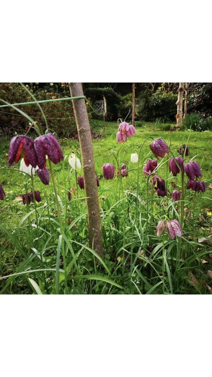 Glin Castle (@castleglin) on Twitter photo Beautiful day at <a href="/CastleGlin/">Glin Castle</a>. Remember our Special & Rare Plant Fair on Sunday 12th May 10am-5pm Beautiful day at <a href="/CastleGlin/">Glin Castle</a>. Remember our Special & Rare Plant Fair on Sunday 12th May 10am-5pm