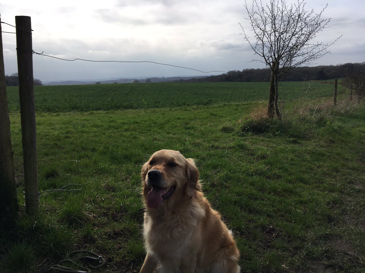 Great to be back on our favourite trails #trailrun #tireddog