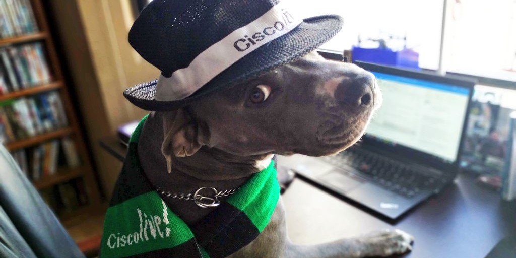 WeAreCisco's tweet image. Now that is some serious SWAG! 😎

It&apos;s #NationalPuppyDay 🐶, and this lil&apos; #Cisconian sure knows it&apos;s hard to have a RUFF day when you&apos;re wearing your favorite #Cisco gear! 🎩🧣