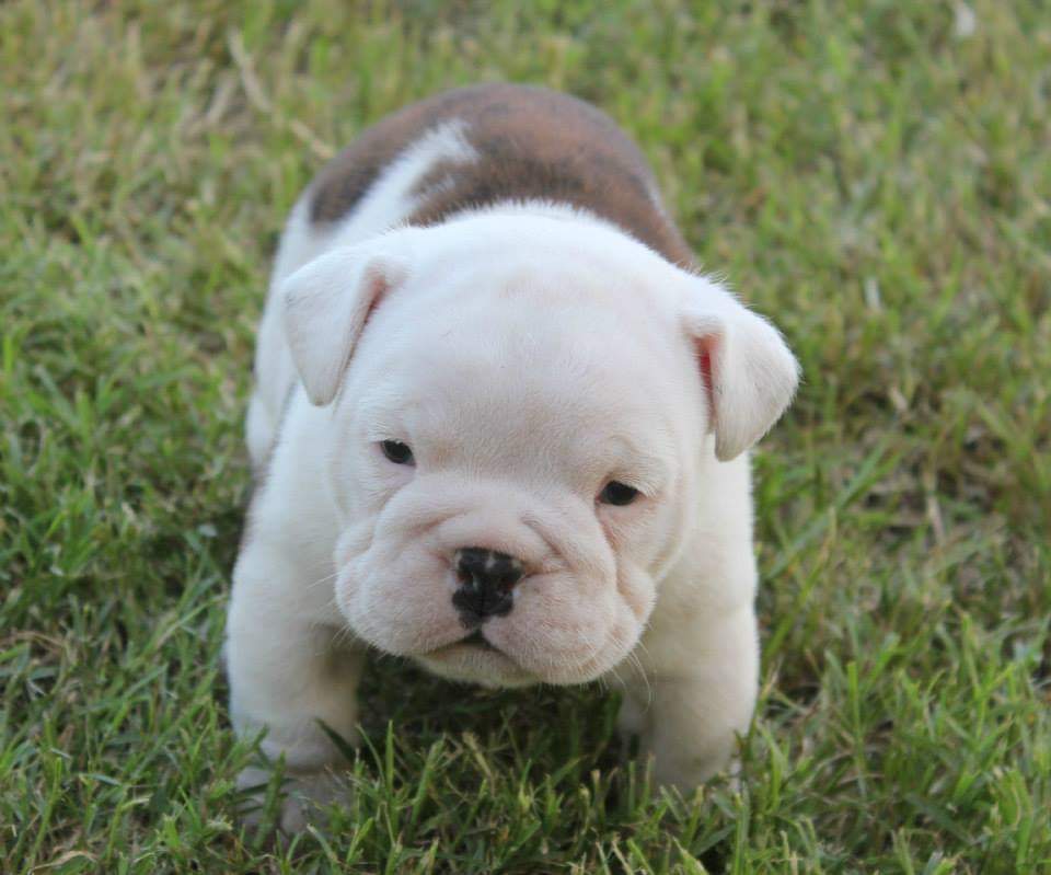 SamStrasner's tweet photo. Happy #NationalPuppyDay! #atujerry (Circa 2013) https://t.co/QrzZzshQj6