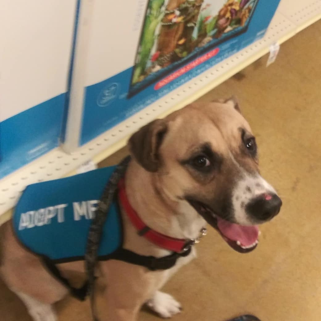 AllPetBrigade's tweet photo. Ollie is our fearful, yet lovable girl who is afraid of her own shadow yet also loyal to the letter! Does well around all pets but extremely nervous around people. Would do well in a quieter home setting.
#allpetbrigade #apb #apbpets #apbdogs #opt2adopt #adoptme https://t.co/OjzjHpTYqa