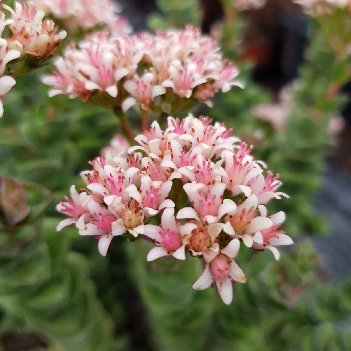 How pretty is this flower?  From Crassula Jade Necklace.  Rather in love with the delicate colour.

#crassula #jadenecklace #pink #prettyflowers #succulentsoftwitter  #succulentlovers #suckerforsucculent #succulents #loveit #greenhouselife #plants