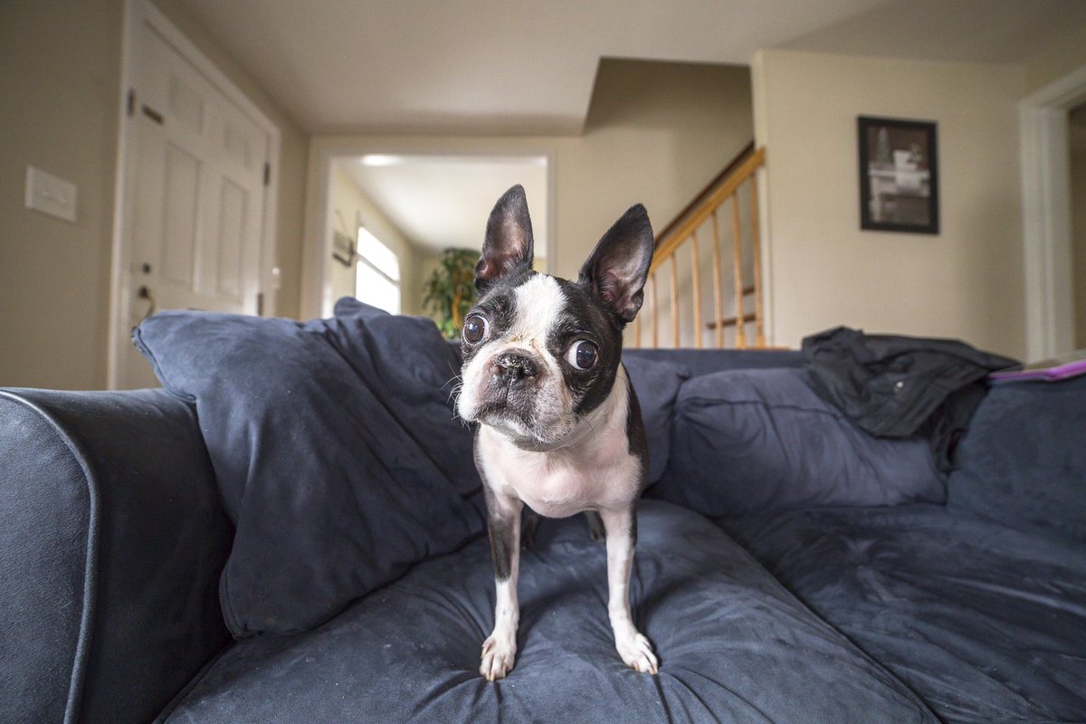 #HappyNationalPuppyDay to all the #puppies and puppies at heart! #bostonterrier @bterrierdogs #cutedogs @Pup_Doggy_Dog #bostonterriers #squishyface