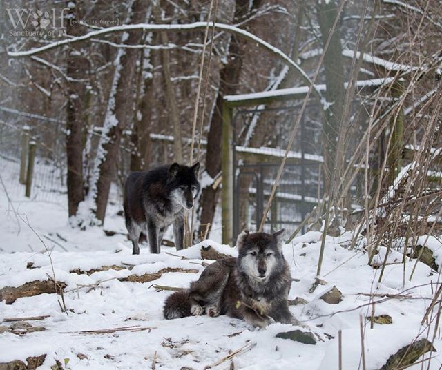 WolfSanctuaryPA's tweet photo. Chomp (front, female wolf) and Lincoln (rear, male wolf) of the Big Pack ๐บ enjoying a snow โ๏ธ day. ๐ธcredit: Anthony Celona
#pawolfsanctuary #wolfsanctuaryofpa #wolfsanctuarypa #wolvesofspeedwell #speedwellforge #speedwellwolves #lititzpa https://t.co/41VNgdlSIx https://t.co/Sxgq4vSuLR