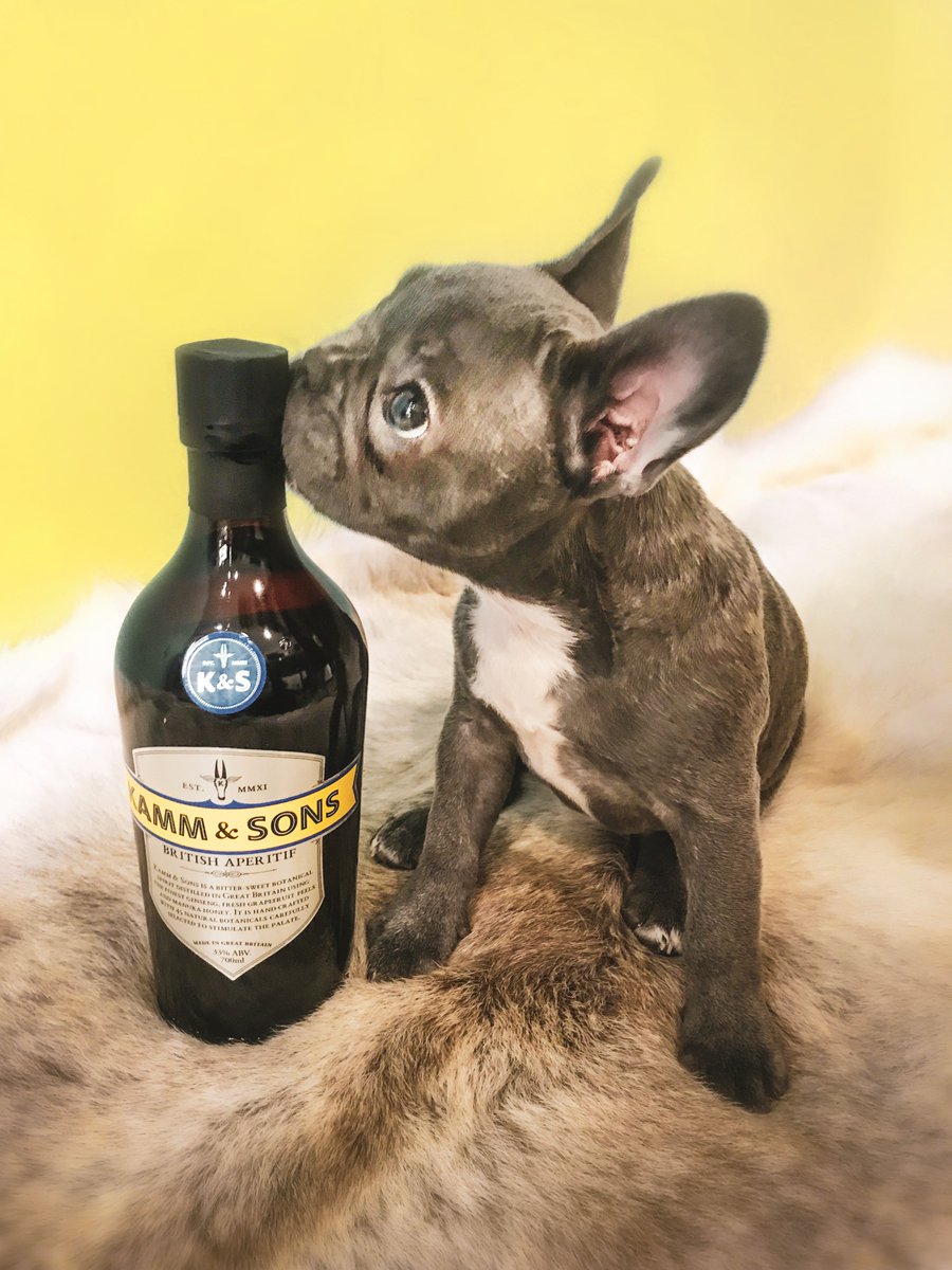Two of our favourite things for #NationalPuppyDay, our dear Molly and <a href="/KammAndSons/">Alex Kammerling</a>