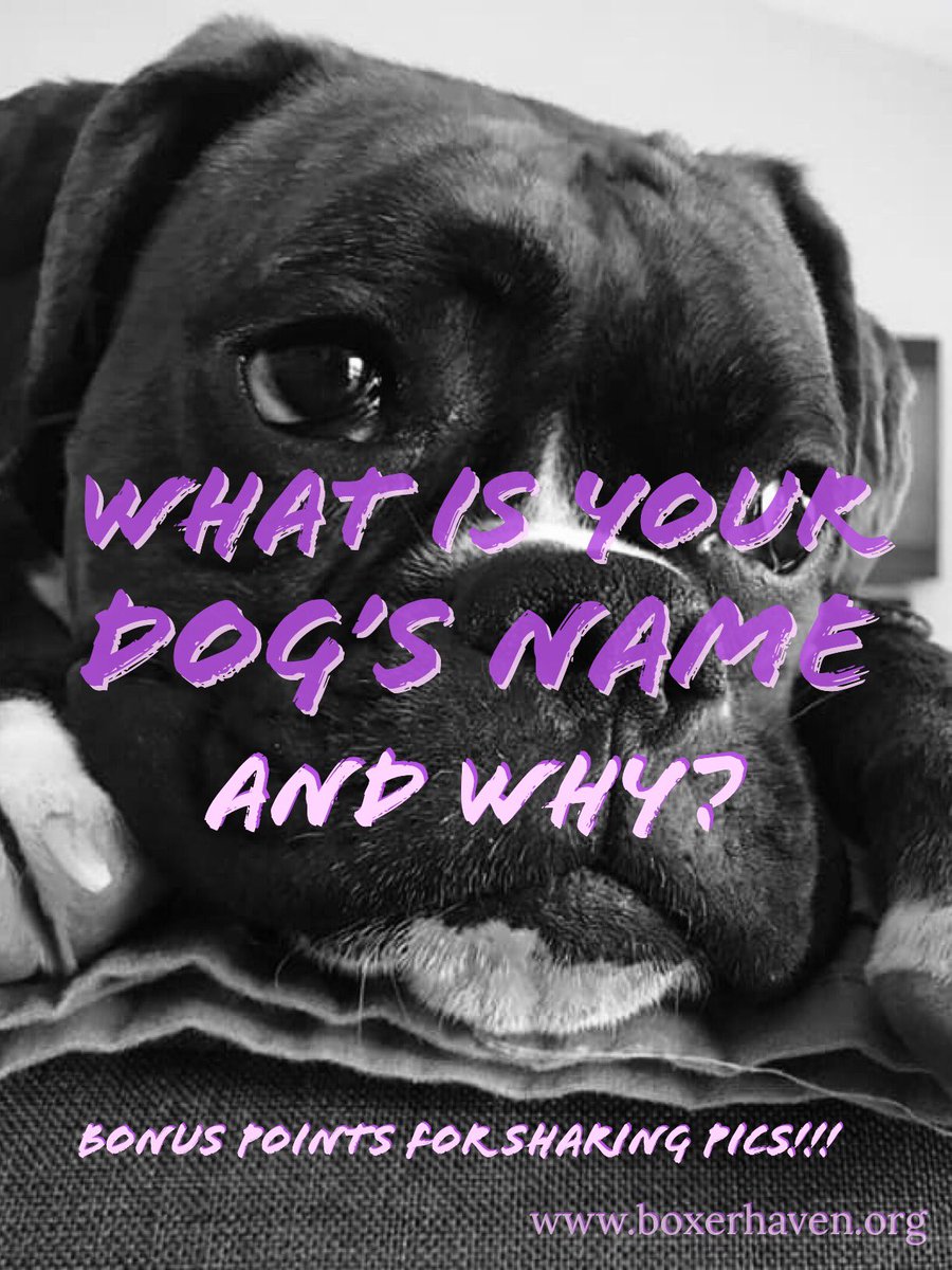 life_boxer's tweet photo. #DogName #LovedByABoxer @boxerbond @Boxers_Buddies @OwnedByaBoxer @BoxerWorld @flaboxerrescue @HavenBoxer #BoxerHavenRescue  @savetheboxers @mustluvboxers @Adopt_A_Boxer #boxerbond https://t.co/5VeXxdxlGB