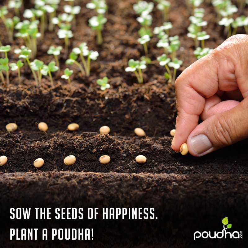 Poudha_in's tweet photo. We at poudha want you to experience the complete lifecycle of a plant right from the beginning! You can now order the seeds of many amazing poudhas from https://t.co/FFo8PxFtxf and watch it grow right in front of you.

#Poudha #Plant #plants #Planting #Seed #Seeds https://t.co/rq90i6SZZ1