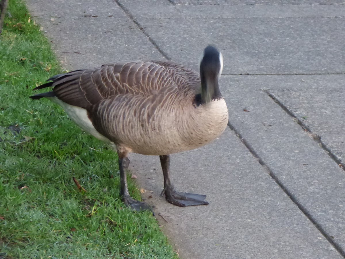 TravelerWeekend's tweet image. The Early Birds (ducks &amp;amp; geese) catch the  . . . . !
#Portland #PressTrip  #StreetPhotographer #DayTrippingPortland #Oregon @DayTrippingPort #Travel daytrippingportland.com  #PDX via @DayTrippingPort
