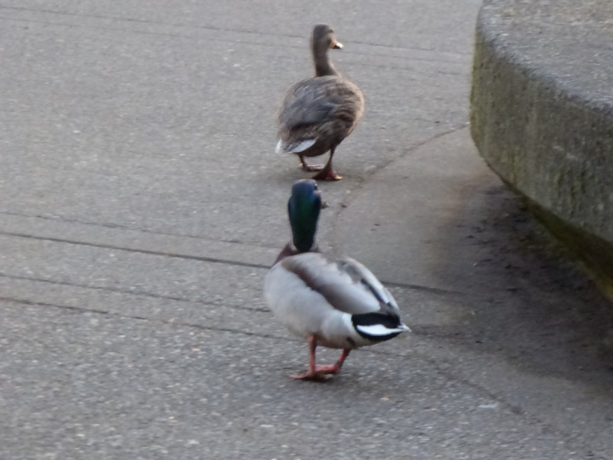 TravelerWeekend's tweet image. The Early Birds (ducks &amp;amp; geese) catch the  . . . . !
#Portland #PressTrip  #StreetPhotographer #DayTrippingPortland #Oregon @DayTrippingPort #Travel daytrippingportland.com  #PDX via @DayTrippingPort