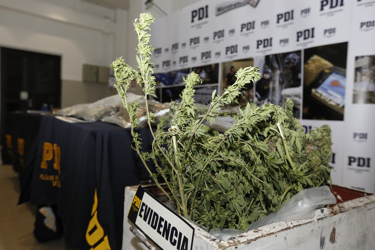 PDI_CHILE's tweet photo. Gracias al trabajo investigativo de todos los equipos de #MT0 de la Región Metropolitana, detectives lograron, durante esta semana,  incautar casi 15 kilos de droga, 9 armas de fuego y detener a 57 personas por delitos relacionados.

#InvestigarEstáEnNuestroADN https://t.co/6yQCzIA6jS
