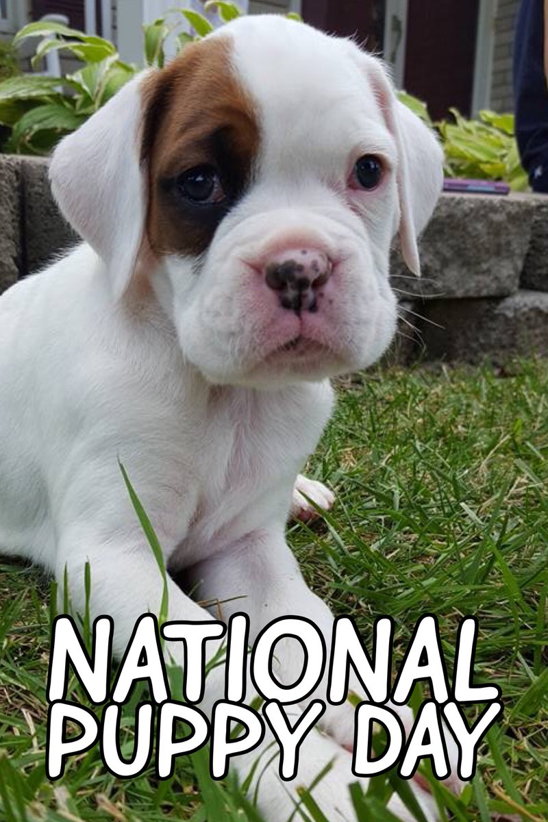 life_boxer's tweet photo. #PuppyLove #NationalPuppyDay #AdoptDontShop #NationalPuppyDay #Puppies #LovedByABoxer @boxerbond #PuppyKisses @Boxers_Buddies @OwnedByaBoxer @BoxerWorld @HavenBoxer #BoxerHavenRescue #PuppyLove @savetheboxers @mustluvboxers #BoxerMom @UKBoxersNews @boxerdogrescue https://t.co/NEalb8vaFv