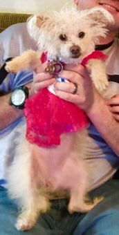 uclacool7's tweet image. Maya is definitely the cutest puppy in the World.