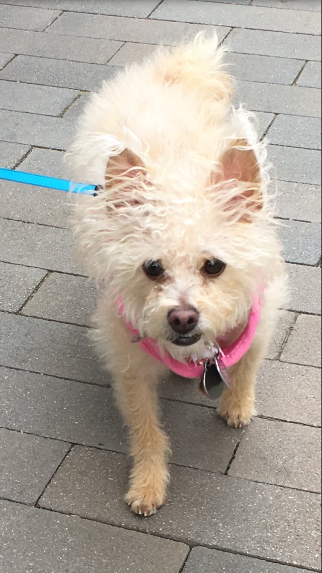 uclacool7's tweet image. Maya is definitely the cutest puppy in the World.