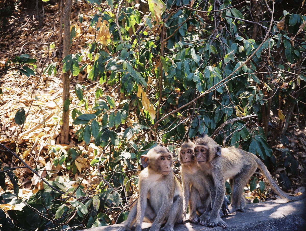 ลิงดูลิงบางแสน  📸

#minoltahimaticaf #Kodak200 
#ชูใจ #belleinsmilefilmsnap #filmphotography