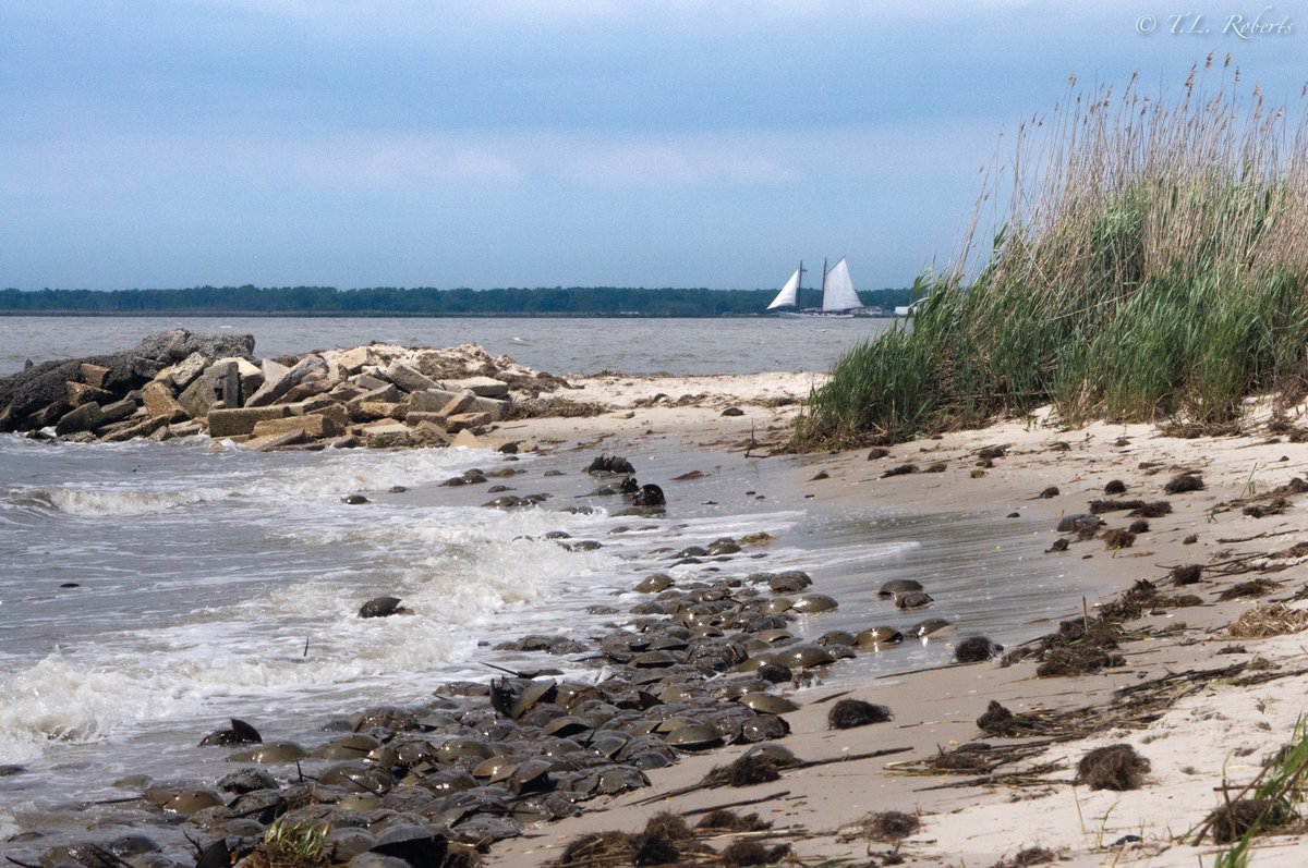 TL_Roberts's tweet photo. Very soon we will have the privilege of witnessing (at a respectful distance) the annual horseshoe crab spawning/#migration along the shores of the #DelawareBay.

#SouthJersey #MauriceRiver #NJBayshore #NaturePhotography #EastPoint #NJ #coastal #wetlands https://t.co/Nu8Pm2Fmrz