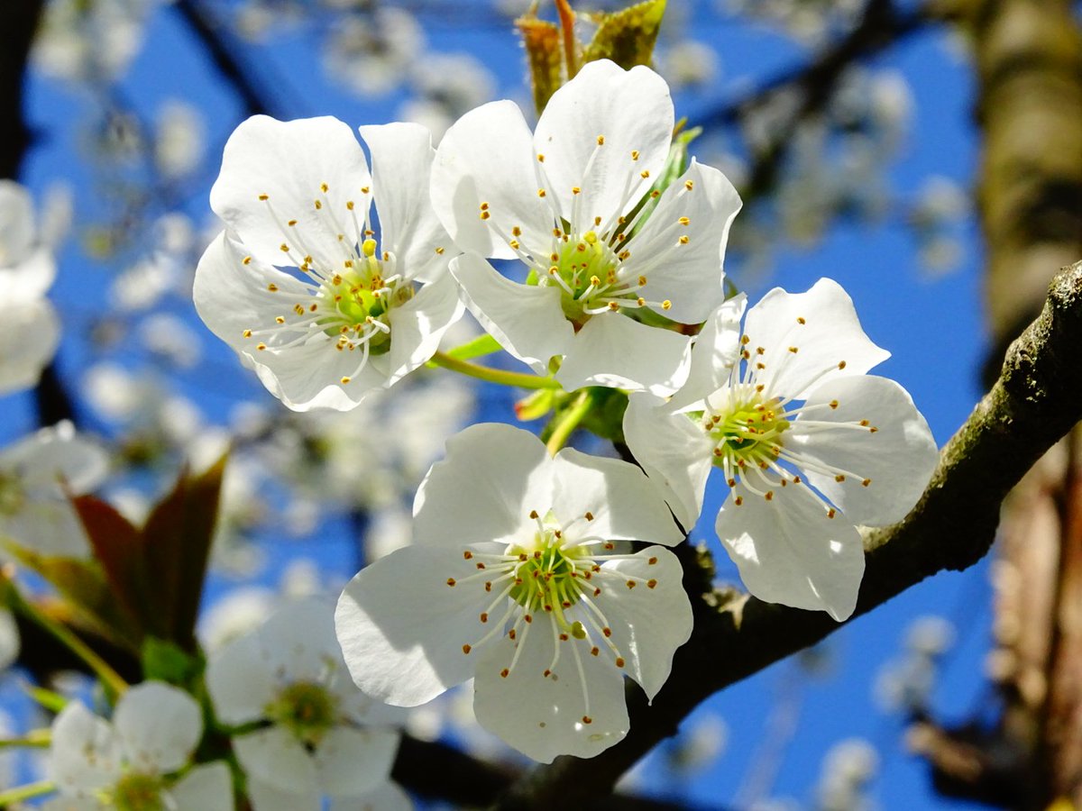 BeeRossana's tweet photo. C'è un cielo
che potrei sedermi qui 
e raccontartelo....
🌼🍀 🌸🌻🌷🍃 🌺🌼🌿

#giornatamondialedellapoesia
#Primavera #spring #printemps 
#cieloazzurro #PoesiaPerLaSera #poesia #fioriture #versidelgiorno https://t.co/OW2uhUwwOd