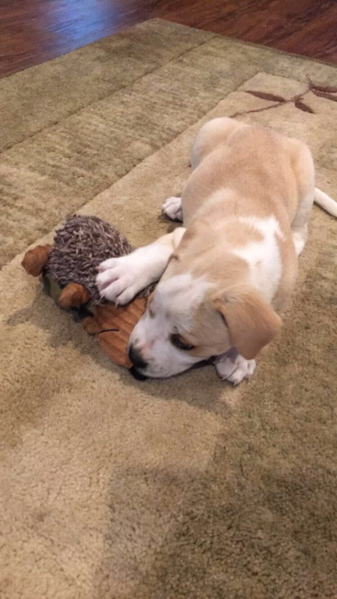 LookingGlassSVC's tweet photo. Happy #NationalPuppyDay from my two cutie pies when they were mini! 🐶💞 -@emm_lew https://t.co/kV1iB34Fqc