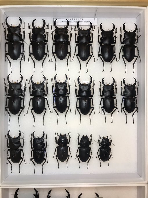 オオクワガタのtwitterイラスト検索結果 古い順