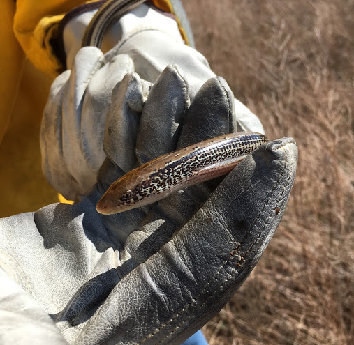 yockfire's tweet photo. Beautiful western slender #glasslizard. Incredible to have it in hand! Didn't even break off its tail. This one was in a low-lying area near standing water; I'm sure it survived the #rxburn by @OSURXFIRE at the OSU Research Range. #fireecology #prescribedfire #goodfire #rxfire https://t.co/EOiDo59brH