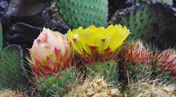OscarJuarezIQ's tweet photo. La flor que crece en la adversidad es la más hermosa.
#Flordenopal #flor #flower #nopal #naturephotography #FelizSabado https://t.co/FBxk0hx0fy