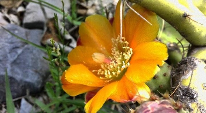 OscarJuarezIQ's tweet photo. La flor que crece en la adversidad es la más hermosa.
#Flordenopal #flor #flower #nopal #naturephotography #FelizSabado https://t.co/FBxk0hx0fy