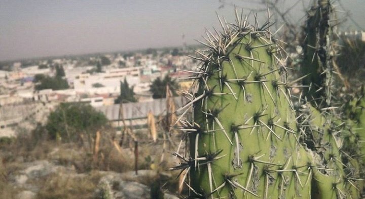 OscarJuarezIQ's tweet photo. La flor que crece en la adversidad es la más hermosa.
#Flordenopal #flor #flower #nopal #naturephotography #FelizSabado https://t.co/FBxk0hx0fy