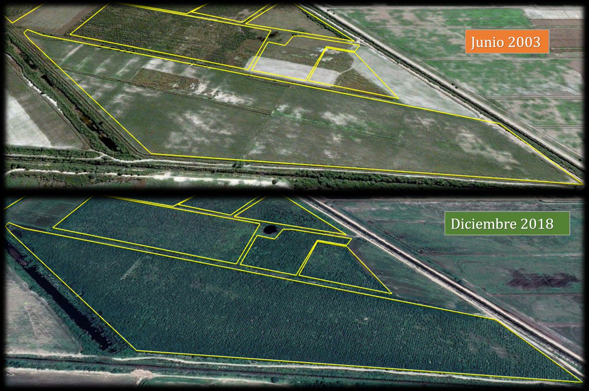 elcoyuyo's tweet image. #EcoSat celebra el #IntlForestDay analizando 2000 has de #bosques y lotes agrícolas degradados que han sido restauradas con mas de 1,5 millones de algarrobos blancos en 2006 por @GADE_Argentina,y preparamos un nuevo monitoreo incorporando #drones y #CloudComputing
#restoration