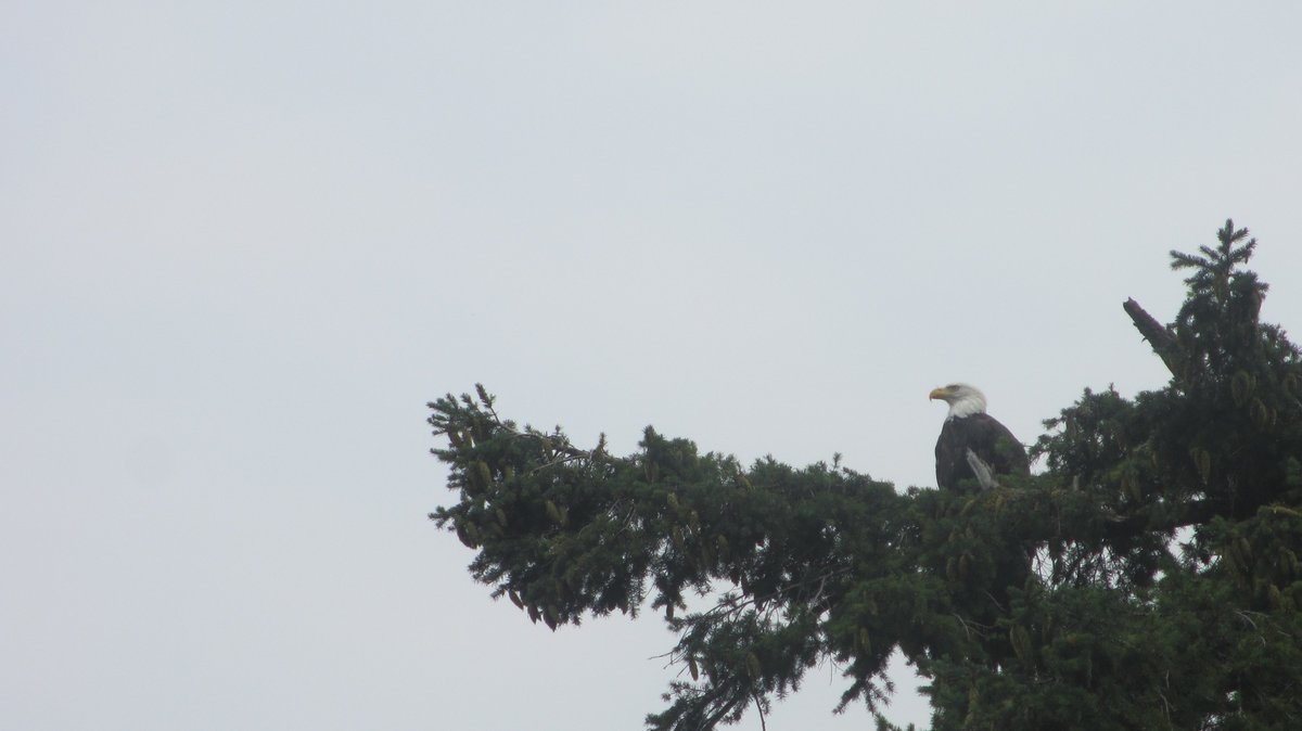 ArcticGuy2's tweet image. @RobertChaulk It seems we have a certain #CapeBretoner in common who has wreaked havoc in the marine industry on some of Canada's coasts but thankfully not my homeport of #KetchHarbour. His time on the #Pacific coast has ended. Please DM me.