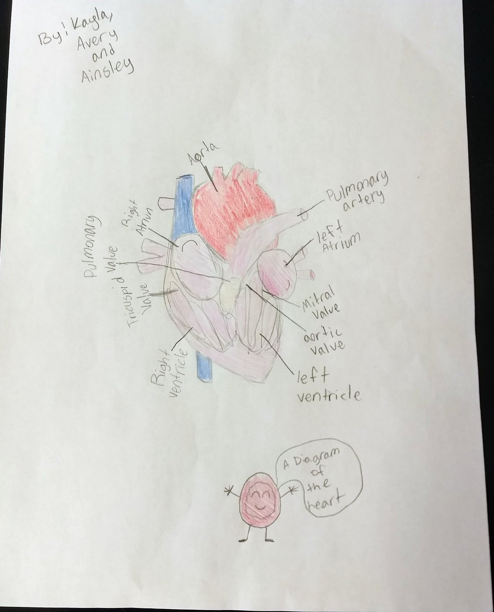 What a great feeling when 3 of your students draw you a diagram of the heart because they enjoyed your class. #amazingstudents #HeartAdventure <a href="/WarrenES_BCPS/">Warren Elementary</a>  <a href="/lisadingle5/">lisa dingle</a>