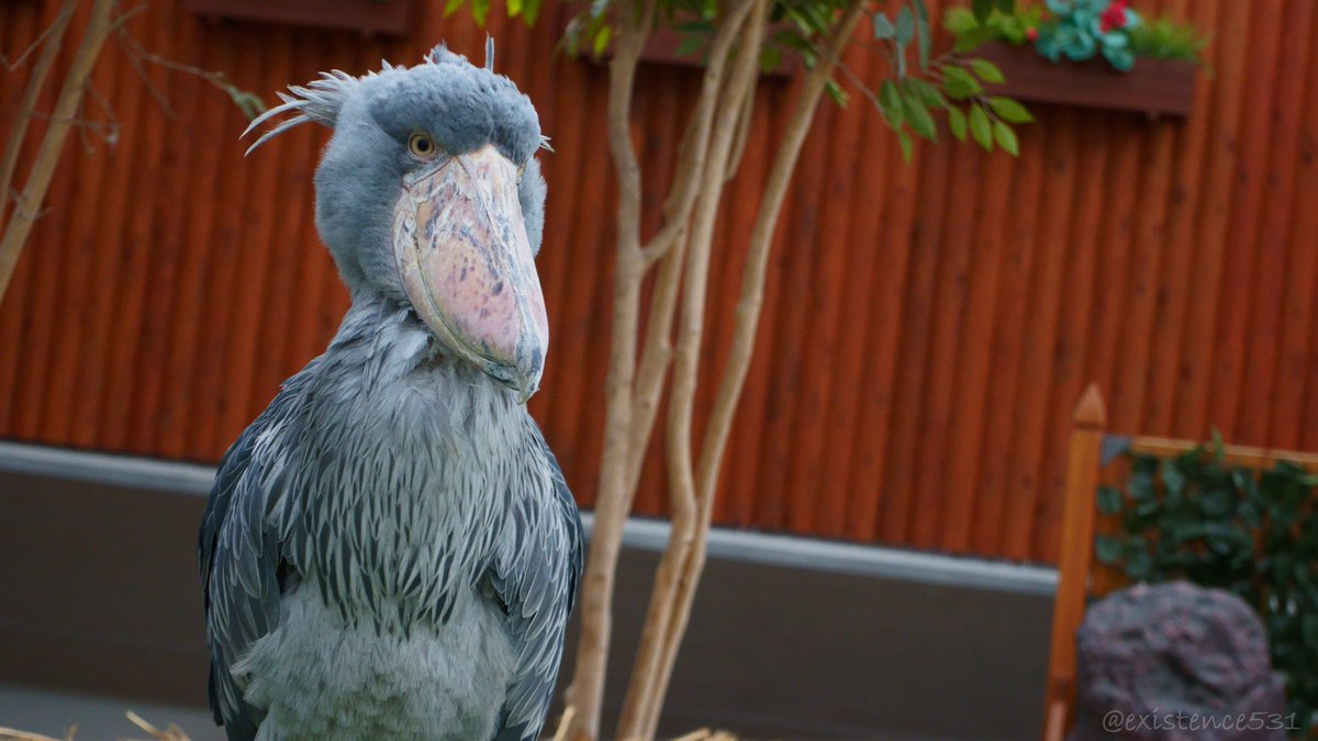 トリカ 壁紙風にしてみました どうぞ ハシビロコウ Shoebill ふたば君 掛川花鳥園