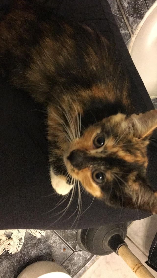 GMiaus's tweet photo. Canelita bebé, transformándose en una gatita regalona, nos costó muchísimo atraparla, pero lo logramos, es realmente hermosa!! busca hogar definitivo #gimpert #AdoptaNoCompresPorFa #valparaiso #chile https://t.co/nEtqmomzQi