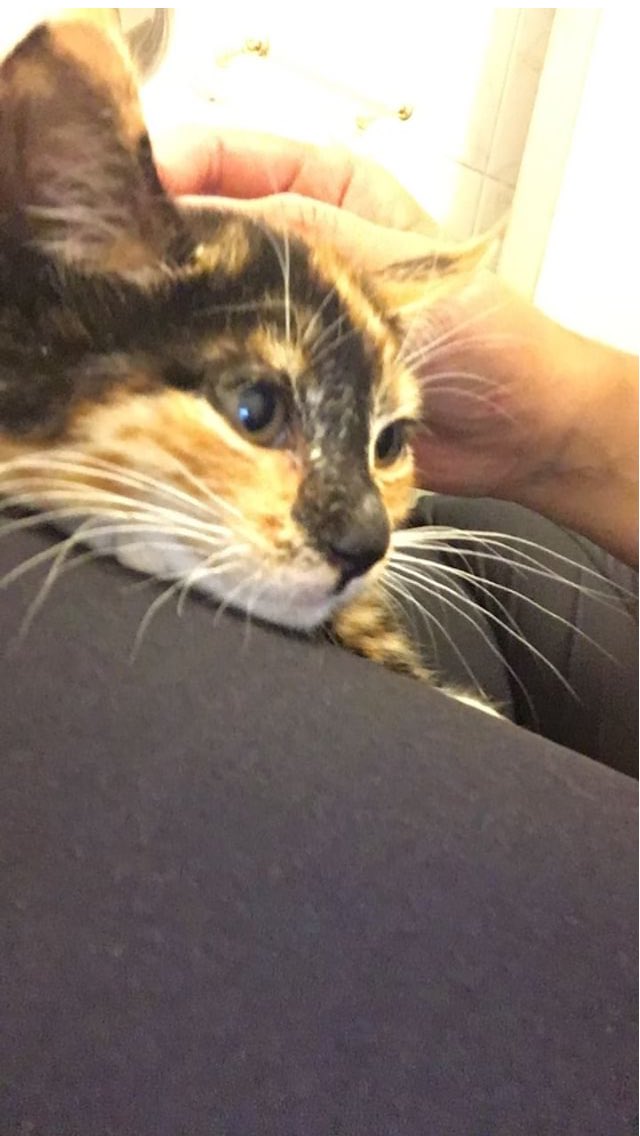 GMiaus's tweet photo. Canelita bebé, transformándose en una gatita regalona, nos costó muchísimo atraparla, pero lo logramos, es realmente hermosa!! busca hogar definitivo #gimpert #AdoptaNoCompresPorFa #valparaiso #chile https://t.co/nEtqmomzQi