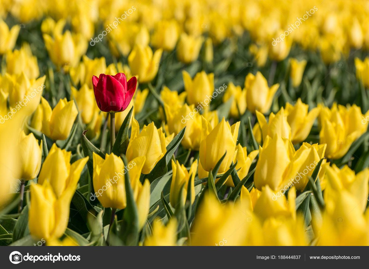 danakyiz's tweet photo. Spring is my favorite time of year. I get everything cleaned out of the house, to declutter my life. Stop by @stlmattress and do some spring cleaning of your own and get rid of your old mattress! Be different! https://t.co/MTwLOwy9fg #sleeprules #springisgood https://t.co/p4kuFF90HF
