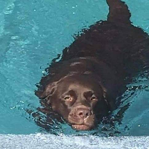 Happy National Puppy Day! Treat your puppy to a pet friendly Fiberglass Pool!

#nationalpuppyday #fiberglasspools #swimmingpool #nails_creek <a href="/nails_creek/">Nails Creek</a> 
#sanjuanfiberglasspools ift.tt/2Yr9TdE