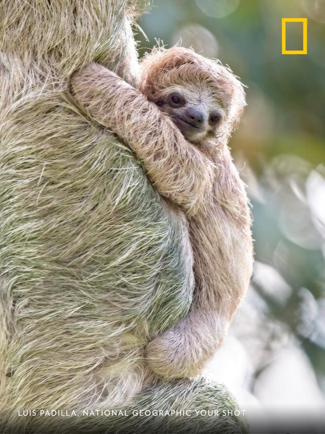 NatGeo's tweet photo. Your Shot photographer Luis Padilla photographed this sloth pair during his trip to Costa Rica https://t.co/08fcBhW7TQ https://t.co/G1HDwcxdAR