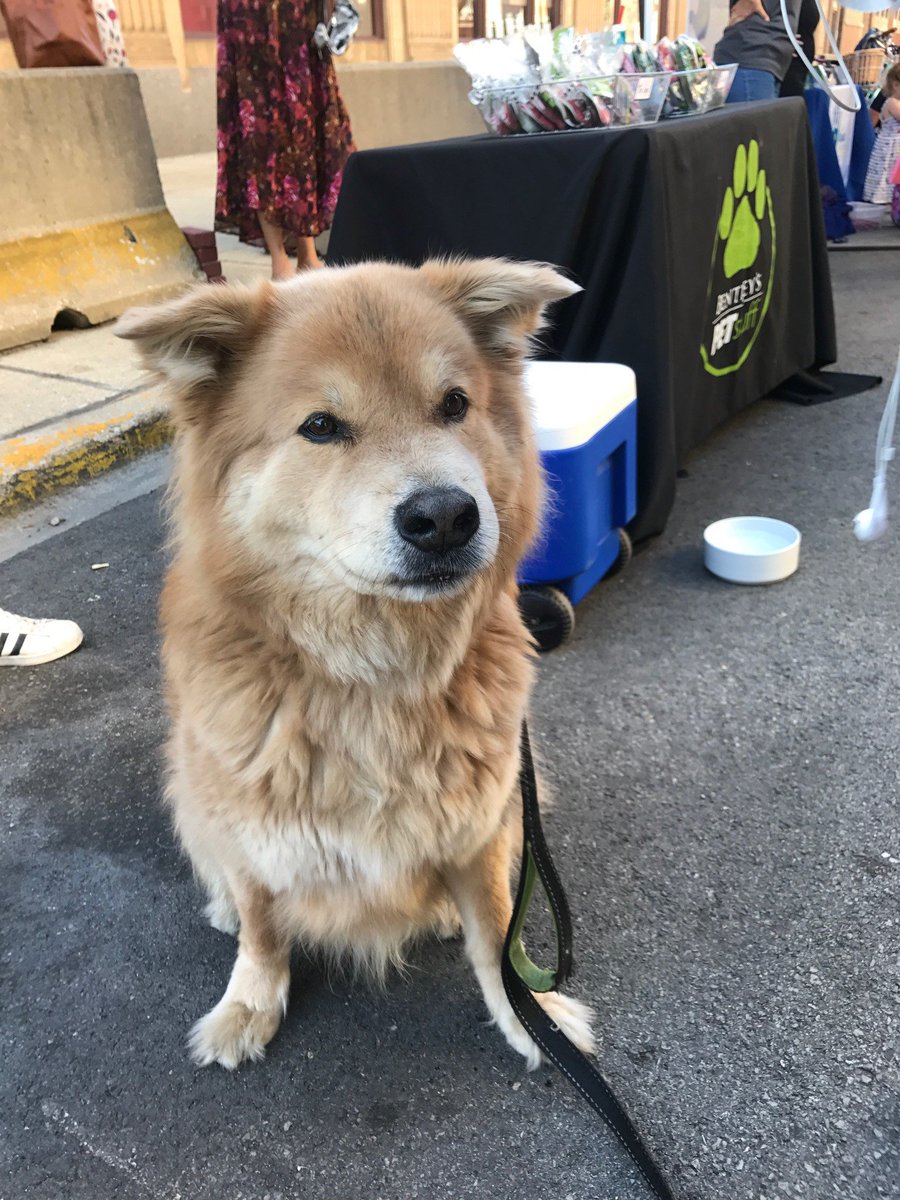 LakeviewRoscoe's tweet photo. Happy National Puppy Day! This pup is enjoying the live music and treats at Lakeview Live last summer! Give your pup some extra love this week with goodies from @PetStuffUSA and special care from @Dogaholics!
#DogsofLakeview #ThisIsLakeview #SouthportCorridor https://t.co/eicjJKJHWO