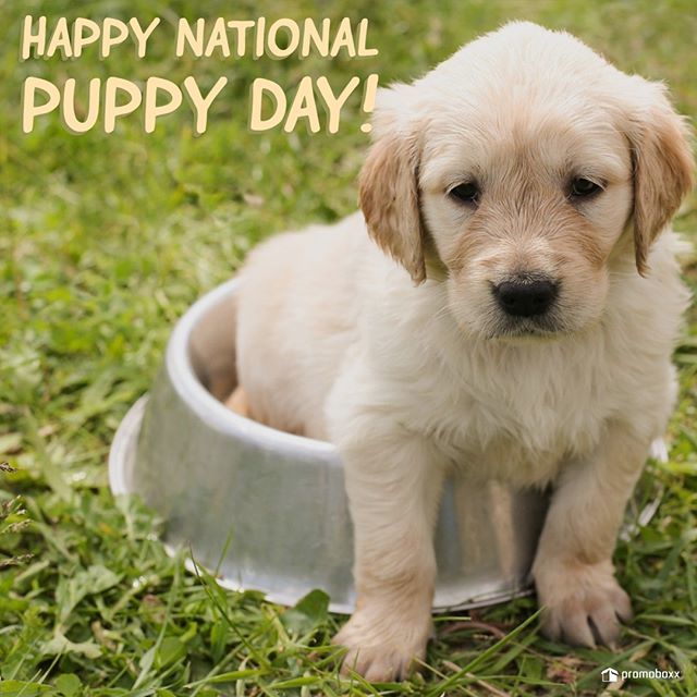 FB_Design01's tweet photo. Happy #NationalPuppyDay! We want to see your pups🐕 - post a pic 📷 in the comments! https://t.co/NIIoj6Jc7Z https://t.co/xxVcqWJCBF