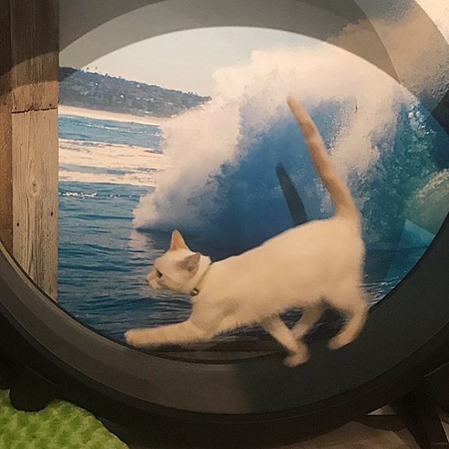 CatmosphereLB's tweet photo. Throw back Caturday 🐈 when Abra now @kobethewhitemamba was getting his exercise on the #catwheel 🐾 we are open all weekend come have a purrfect time at Catmosphere Laguna 😻
.
.
.
#cat #cats #catsofinstagram #catcafe #catsandcoffee #catsandwine #catca… https://t.co/2g2y3Vwv6o https://t.co/8y2dKh8Urb